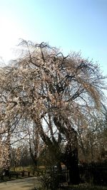 Low angle view of tree against clear sky