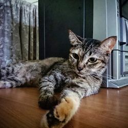 Close-up of cat sitting at home