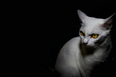 Portrait of cat looking away against black background