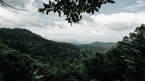 Scenic view of forest against sky