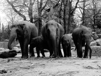View of elephants in zoo