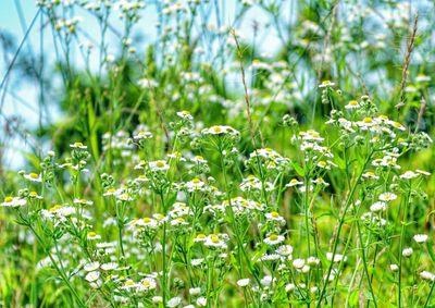 Close-up of white flowers blooming in field