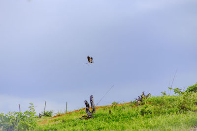 View of a bird flying in the sky