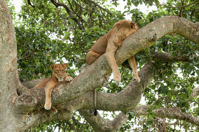 Low angle view of cats on tree