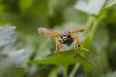 Close-up of insect on plant