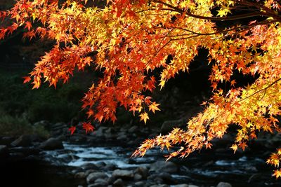 Close-up of autumn tree