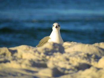 Seagull on rock