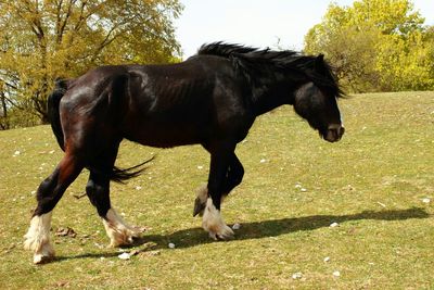 Horse grazing on landscape