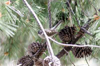 Close-up of pine cone on tree