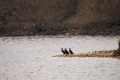 View of birds in river