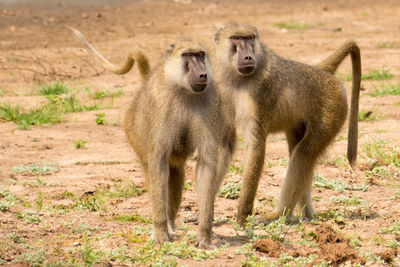 Baboons on field