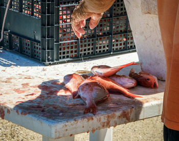 Close-up of hand  gutting and cleaning a fresh caught fish