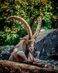 View of deer on rock