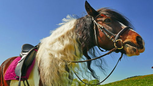 Close-up of a horse against the sky