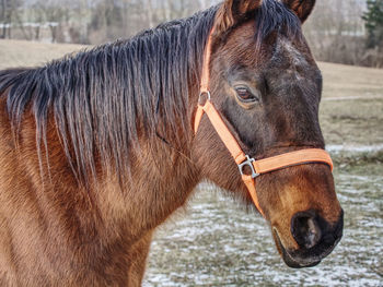 Brown horse head. horse walks in the farm meadow or field.