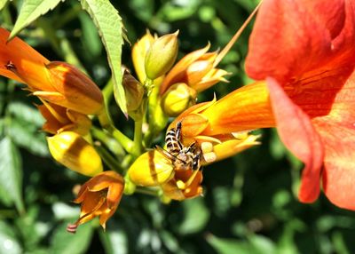 Close-up of orange flowers