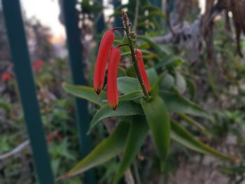 Close-up of red flower