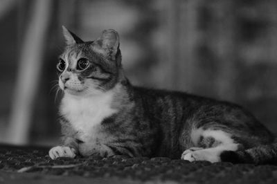 Close-up of a cat looking away