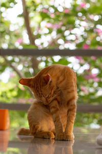 Cat sitting on a tree