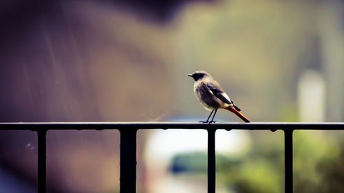 Close-up of bird perching on railing