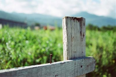 Wooden post on grassy field