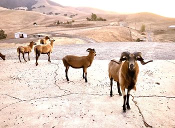 View of sheep on field