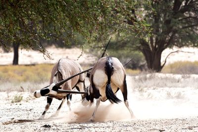 Oryx fighting on dirt field in forest