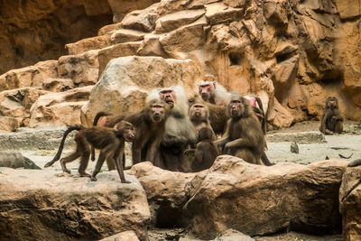 Monkeys in a zoo