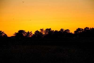 Silhouette of trees at sunset