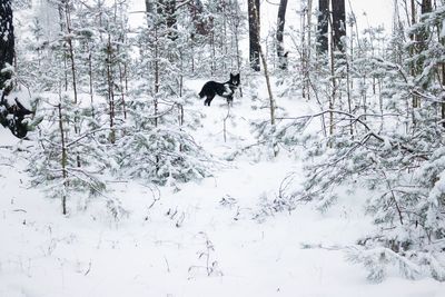 View of an animal on snow covered land