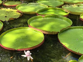 High angle view of lily pads in lake