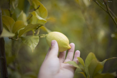 Close-up of hand holding lemon