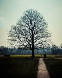 Bare tree on landscape against sky