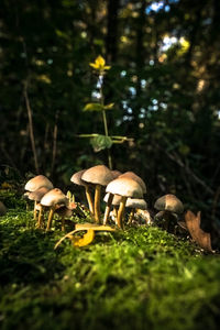 Mushrooms growing on field