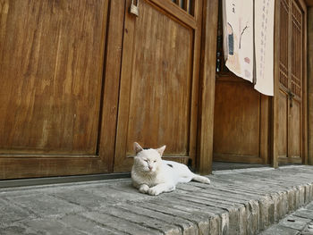 Portrait of cat sitting on wood