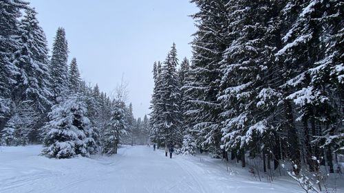 Snow covered pine trees in forest against sky