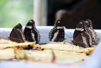 Close-up of butterflies on food