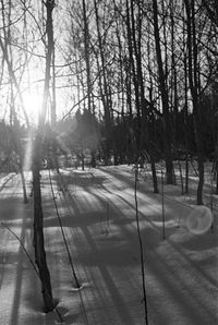 Bare trees on snow covered landscape