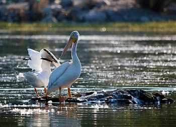 Bird in lake