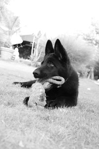 Dog looking away on field