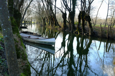 Reflection of trees in lake