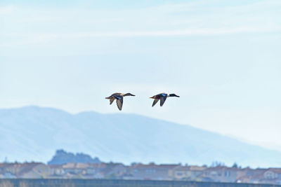 Two birds flying with mountain in background