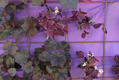 Close-up of flowers hanging on plant