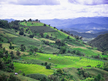 Ban pa pong piang rice terrace is a famous tourist attraction in chiang mai, northern thailand. 