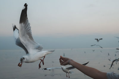 Seagulls flying over sea against sky