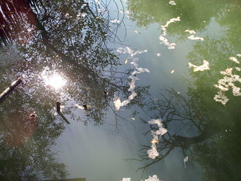 High angle view of tree by lake