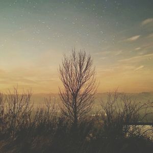 Bare trees on landscape at sunset