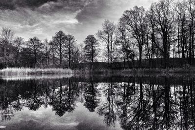 Reflection of trees in lake