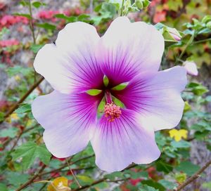 Close-up of passion flower blooming outdoors