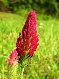 Close-up of pink flower on field